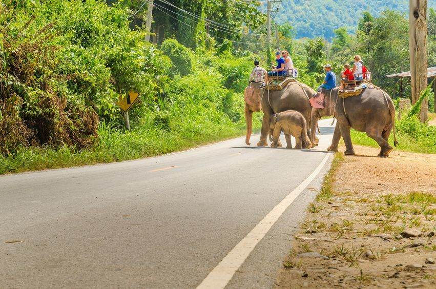 Olifanten ( rijden) in Thailand