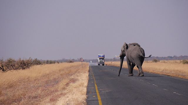 Een georganiseerde rondreis door Botswana