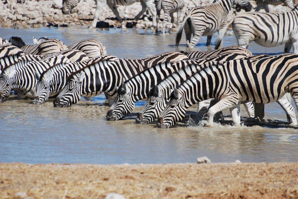 Mountain Zebra National Park Zuid Afrika