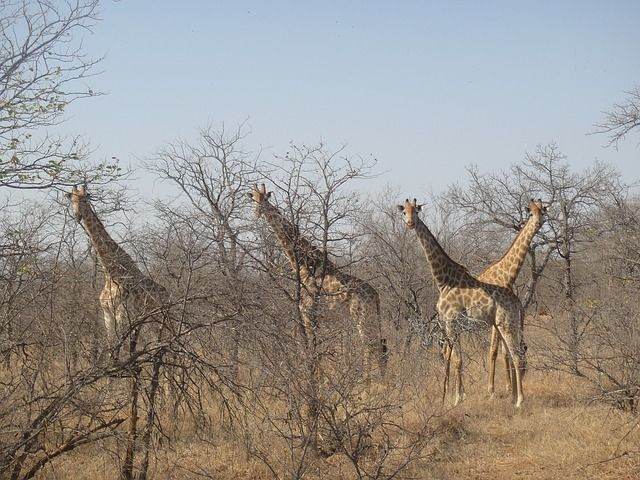 Kruger National Park Zuid Afrika