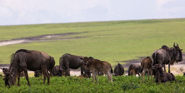 3 mooiste Nationaal Parken van Tanzania