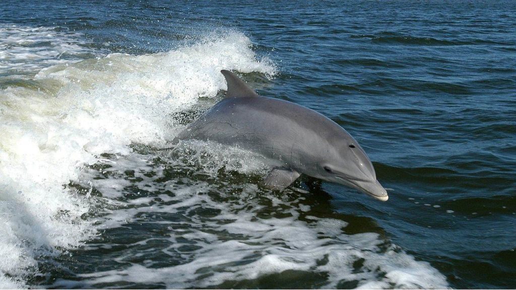 Zwemmen met dolfijnen in Mozambique