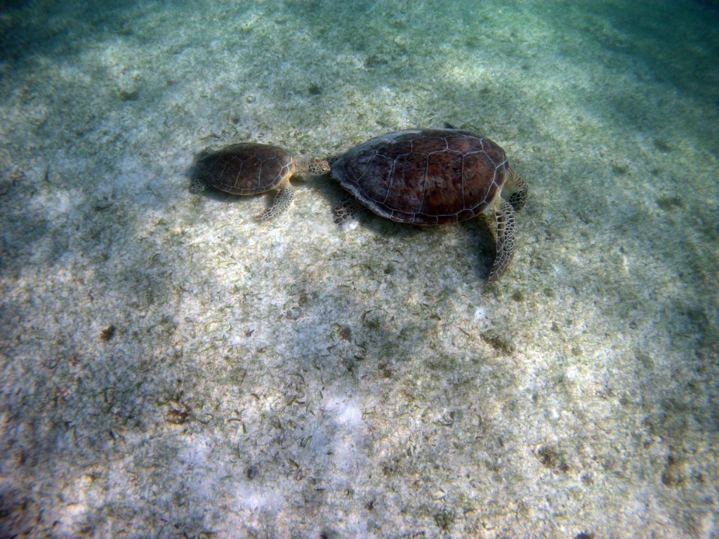 Snorkelen Yucatan Mexico