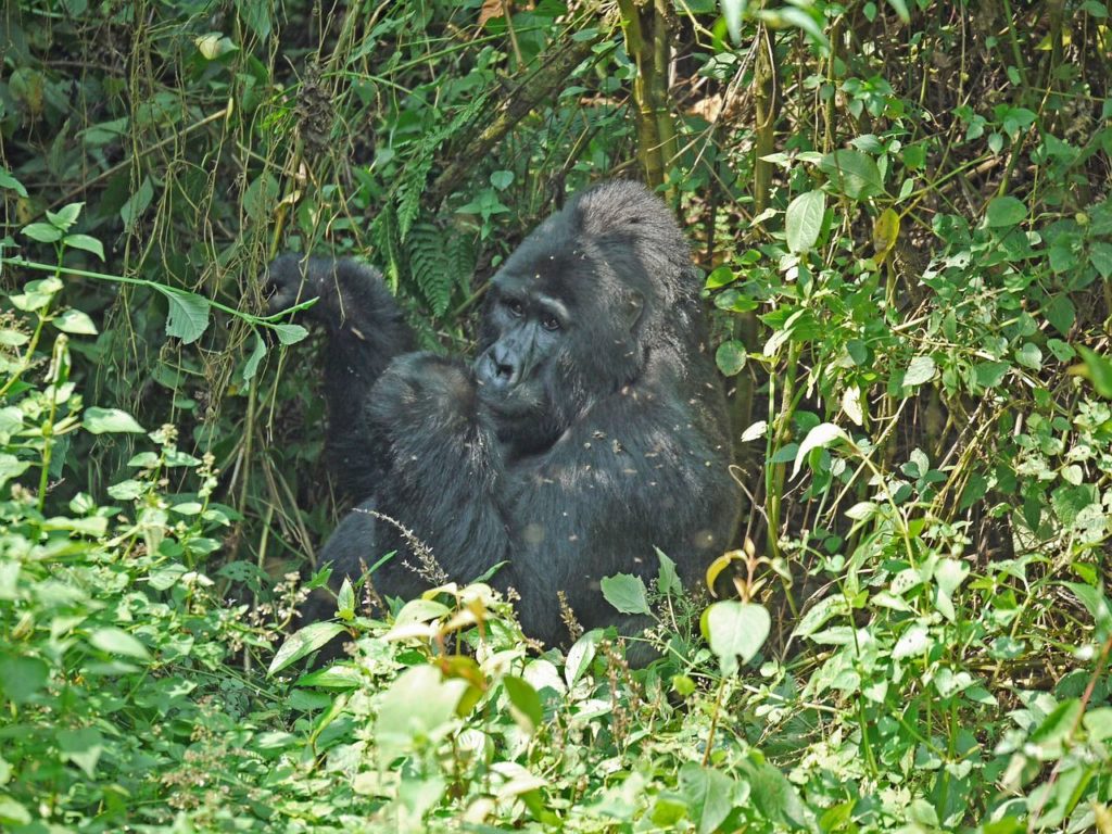 Op safari in Oeganda