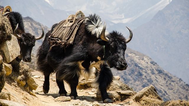 rondreis nepal