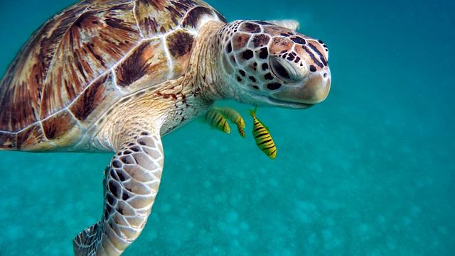 De Malediven – een waar paradijs voor duikers en snorkelaars