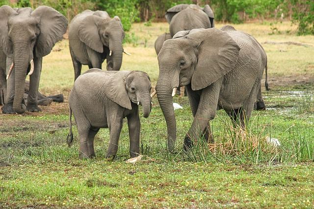 Beste reistijd voor een safari in Afrika