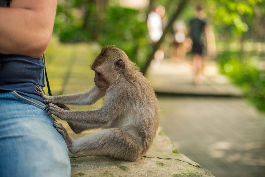 Bali Zoo: dieren, activiteiten en prijzen