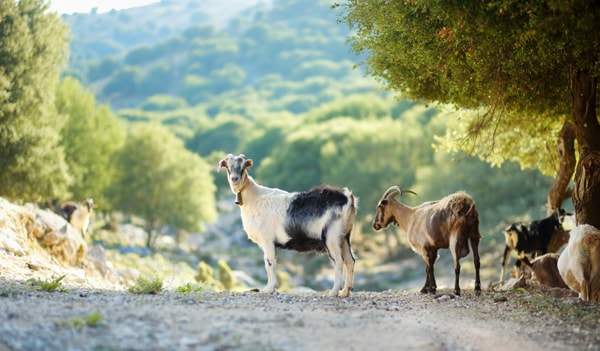 geiten op Kreta