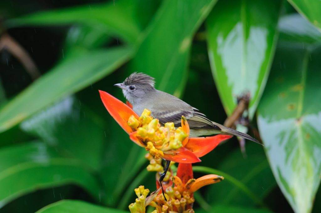 Wandelen en vogels kijken op Grand Cayman