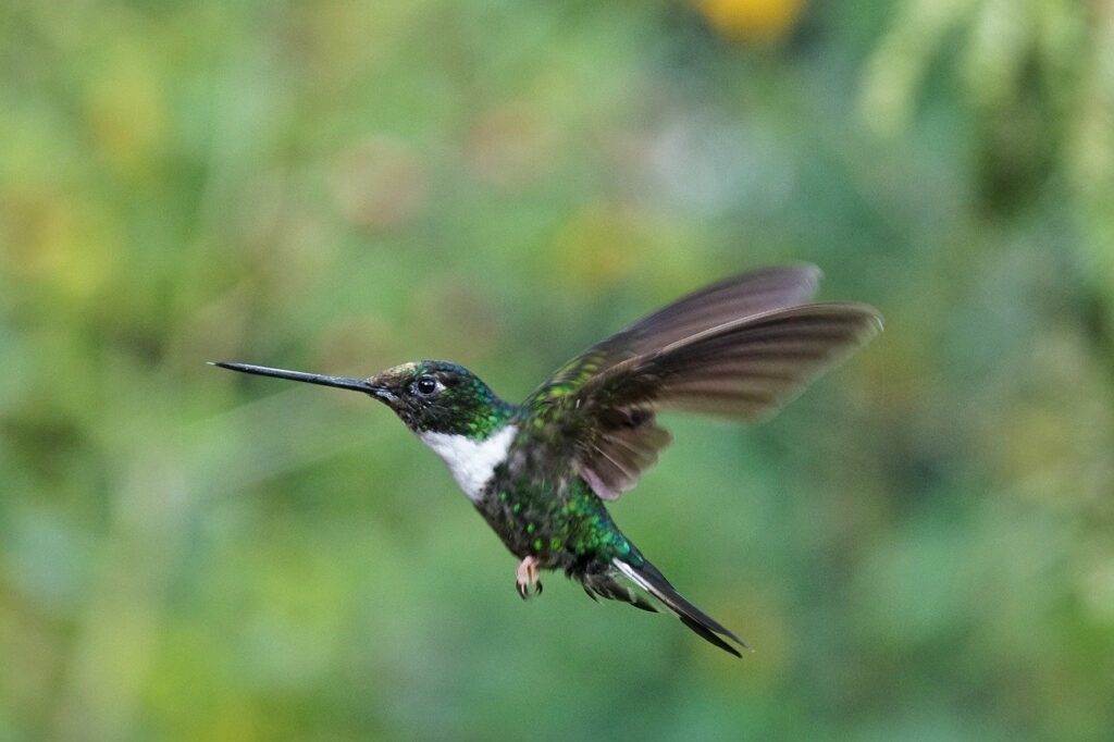 hummingbird 4412619 1280
