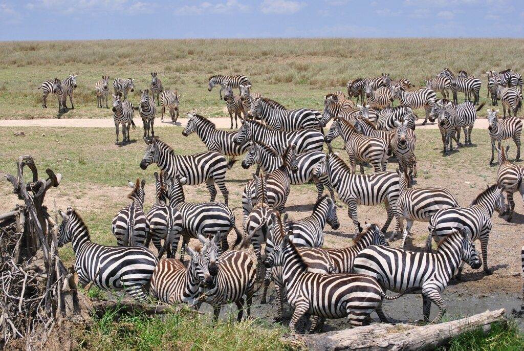 De Serengeti: een paradijs voor safariliefhebbers