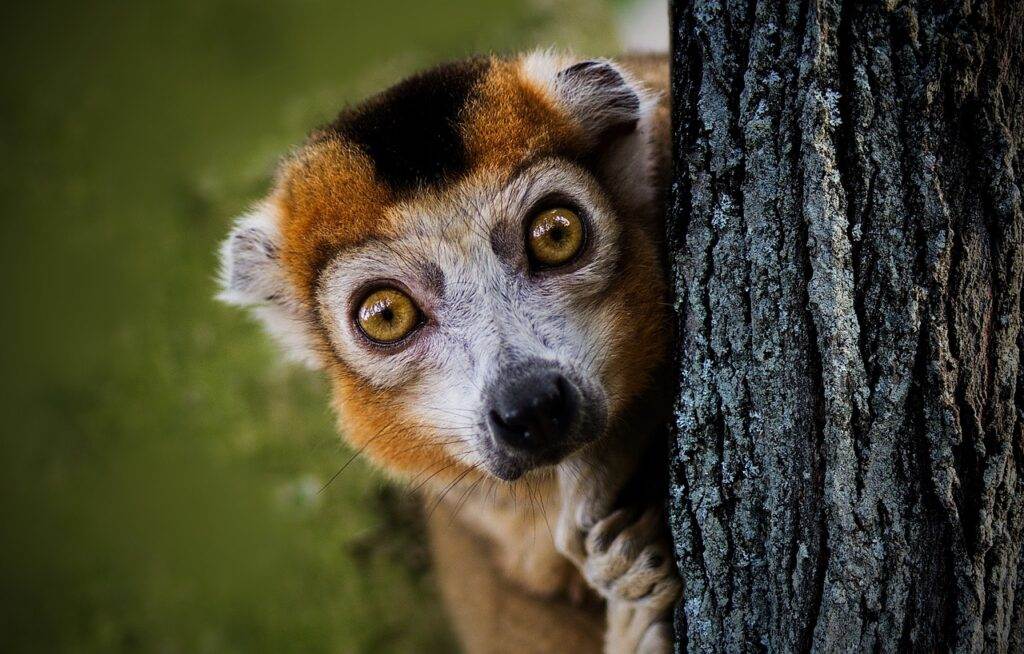 Madagaskar: Een ontdekkingstocht door de wildernis